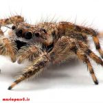 دانلود آهنگ دست به خودکشی نزد گروه حمید رضا و علیرضا دانلود آهنگ دست به خودکشی نزد گروه حمید رضا و علیرضا