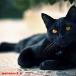 دانلود آهنگ منو ببخش ای مهربون بمون نذار بمیرم منصور